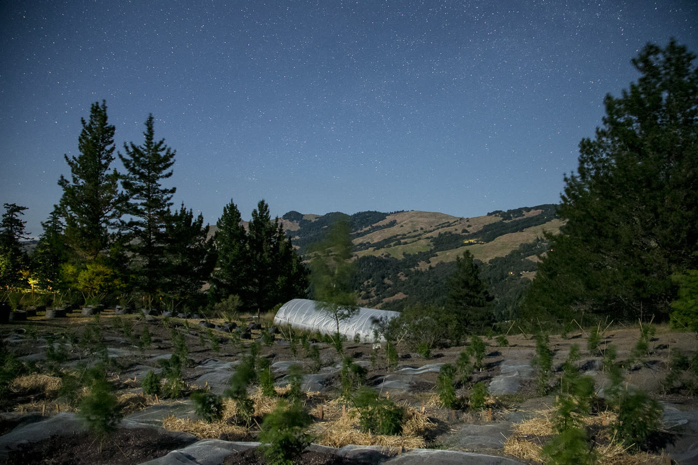 Night photograph of a hillside nursery planting with a hoop house, stars overhead and wooded hills behind